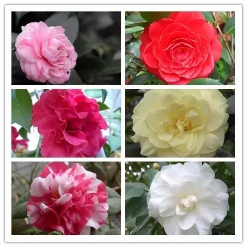 100种常见花卉资料大全,常见100种花卉介绍图片