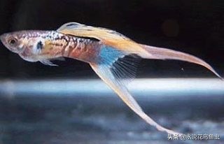 孔雀鱼尾鳍怎么超大,孔雀鱼尾鳍分类