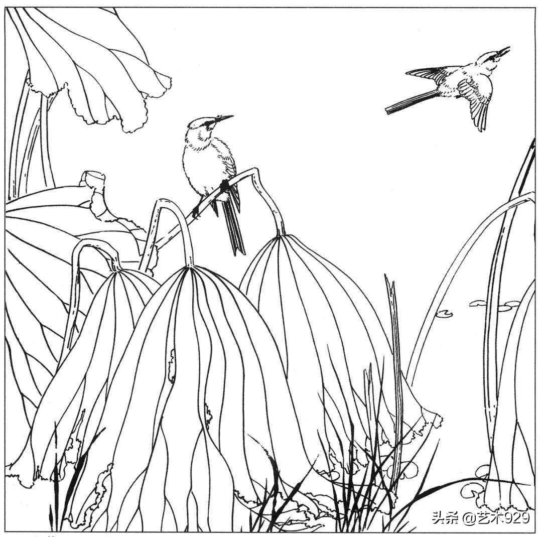 适合初学者的荷花白描画稿,荷花小品实用白描画稿