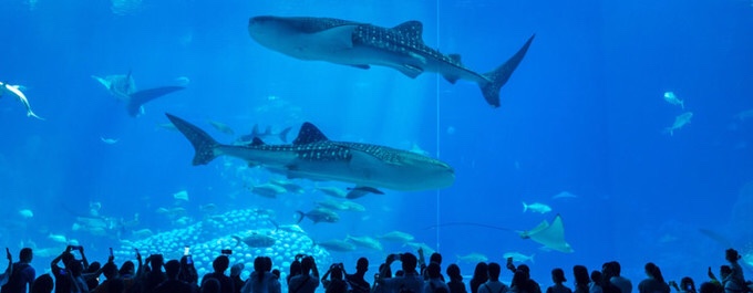 珠海横琴长隆海洋王国,珠海横琴长隆海洋王国门票价格