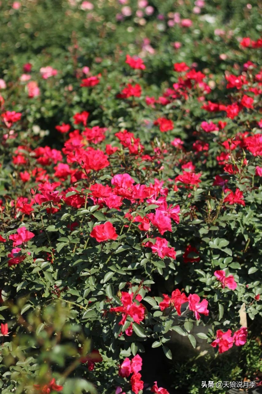 不用修剪的月季,不用打药的月季