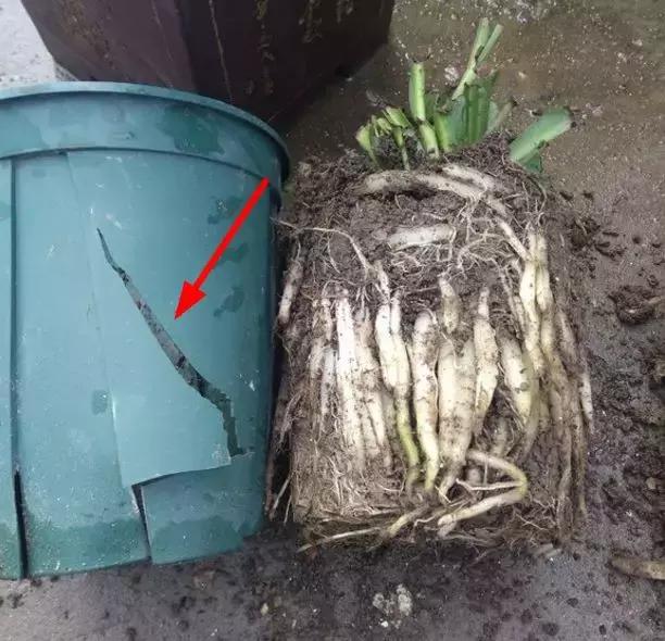 绿萝吊兰爱“吃土”，2年盆土“吃光光”，说啥也要换土！