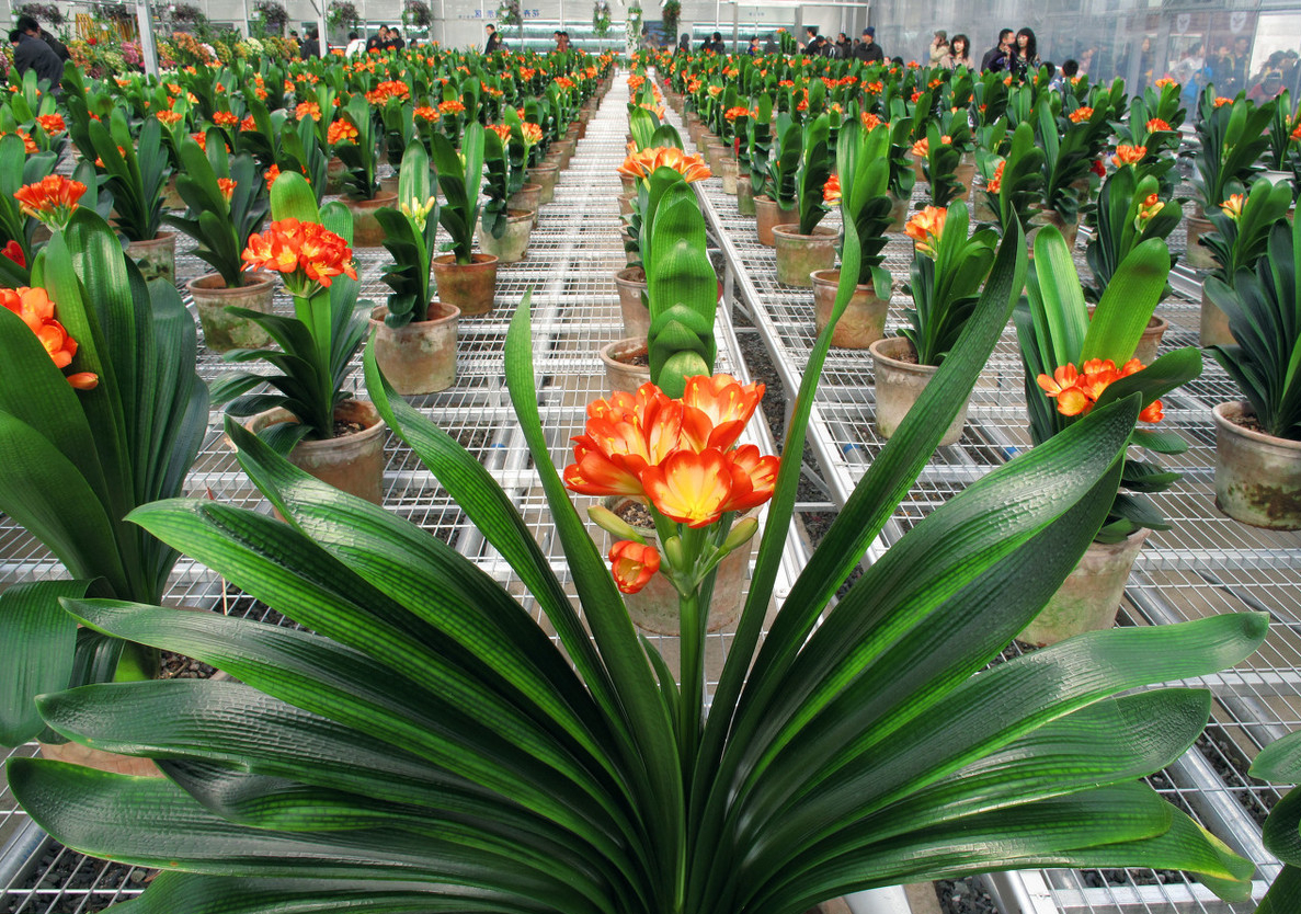 君子兰如何养殖才能长得更旺盛,君子兰怎么能养出好根系