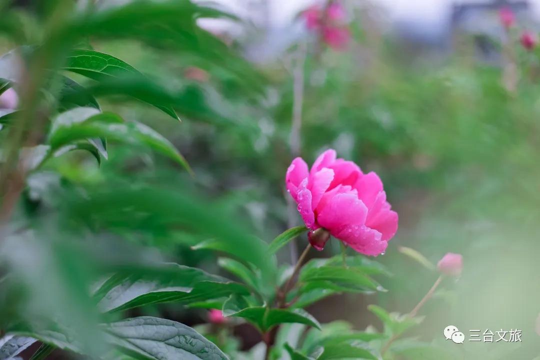 泉城公园芍药花开娇艳欲滴赛牡丹,含苞待放的芍药花娇艳欲滴