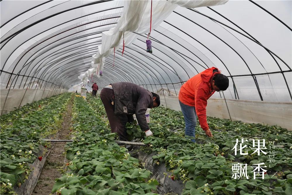 刘博士教种地,刘博士生涯规划