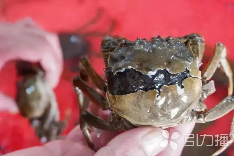 苏州春天第一鲜上市,苏州6月份美食推荐