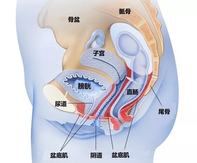 盆底肌松弛漏尿膨出最佳治疗方法,产后10年漏尿盆底肌康复