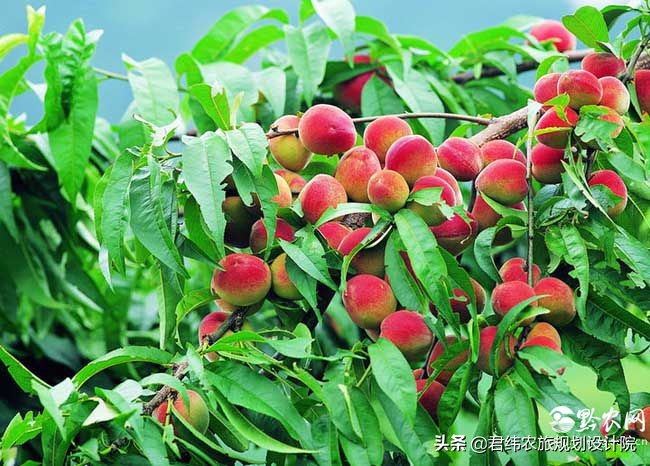 农业种植致富项目农民,农村人最好的致富项目