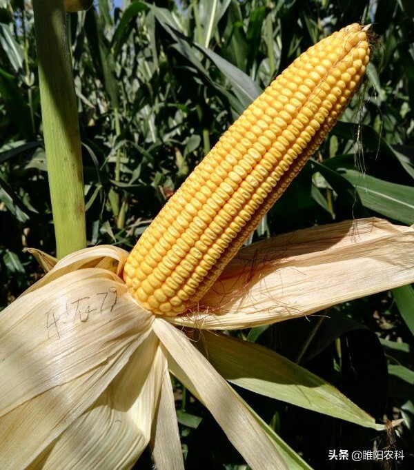 超高产玉米品种2118,特别高产的玉米