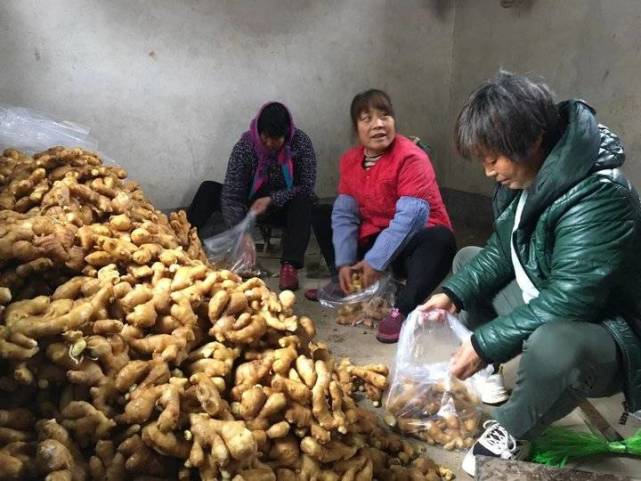 生姜出口行情10月份出口量,生姜出口占总量多少