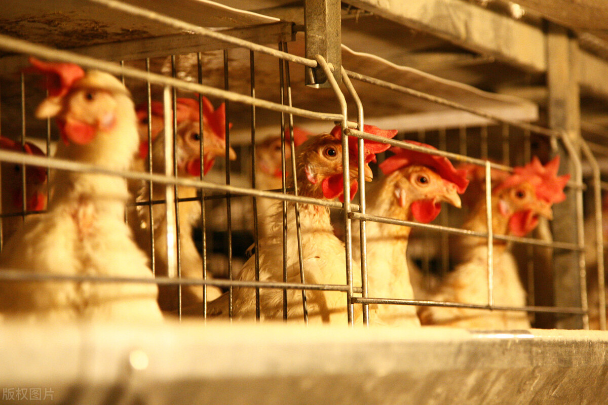 蛋鸡肝破裂出血鸡冠发白,蛋鸡肝脏破裂是什么原因