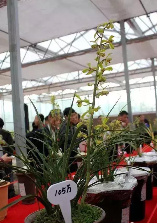 十几万一棵的多肉,50种稀有多肉多少钱一棵