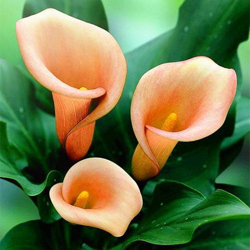 彩色马蹄莲开花期间怎么养护,彩色马蹄莲冬天怎么养鲜切花