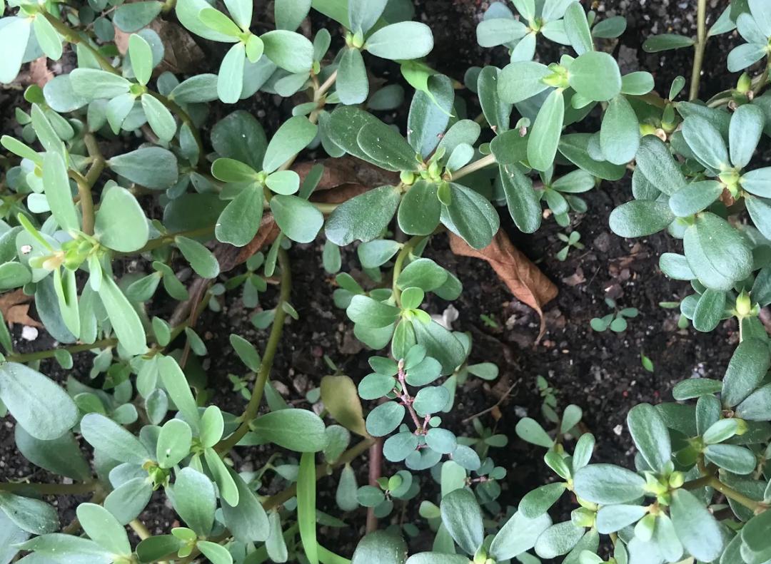 揭秘|这家中医院的“后花园”竟长着30多种野生中草药！