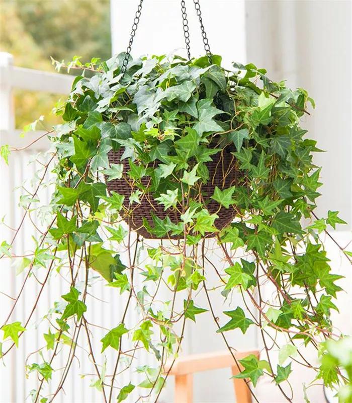 防蚊虫的花草绿植适合在院子种植,杀菌抗菌抑菌的15种花卉绿植