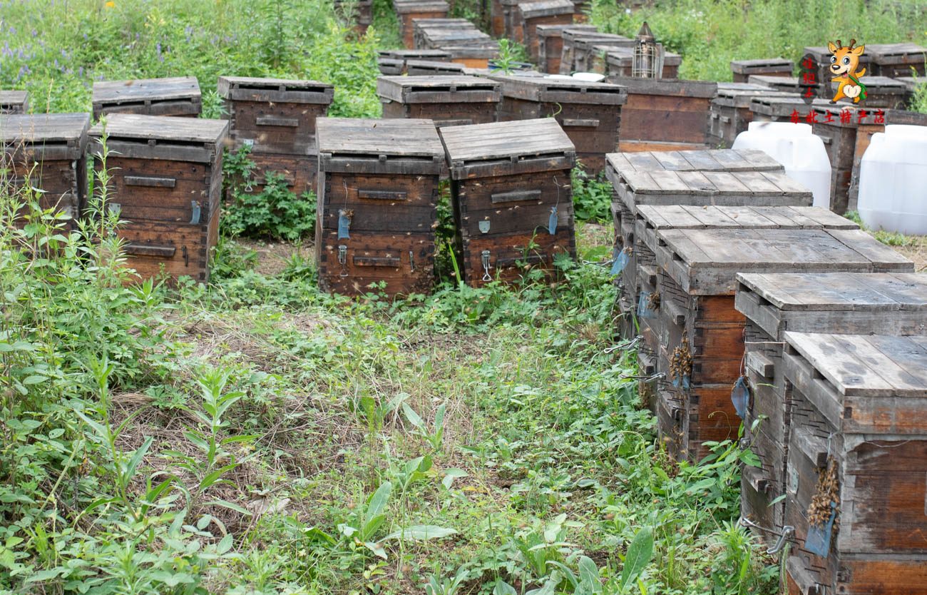 深入大山采访30年养蜂人,探秘深山中的养蜂人