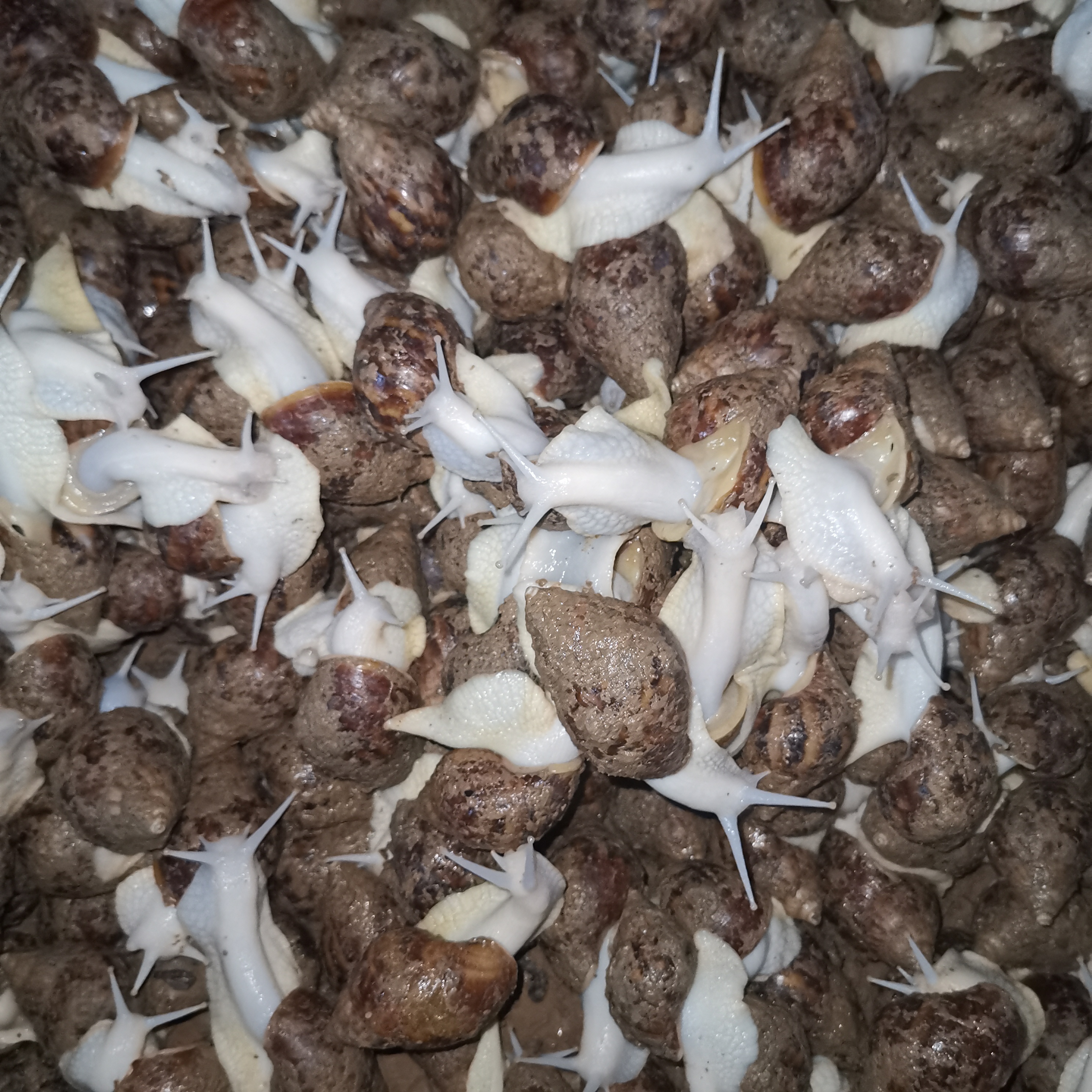 山东白玉蜗牛无土养殖市场如何,江苏白玉蜗牛有土养殖赚钱吗