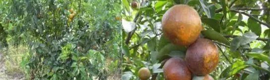 冬季柑橘成熟期红蜘蛛防治,柑橘黄蜘蛛防治技术