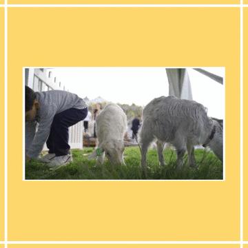 可瑞康奶粉澳洲价格,可瑞康代购奶粉澳洲