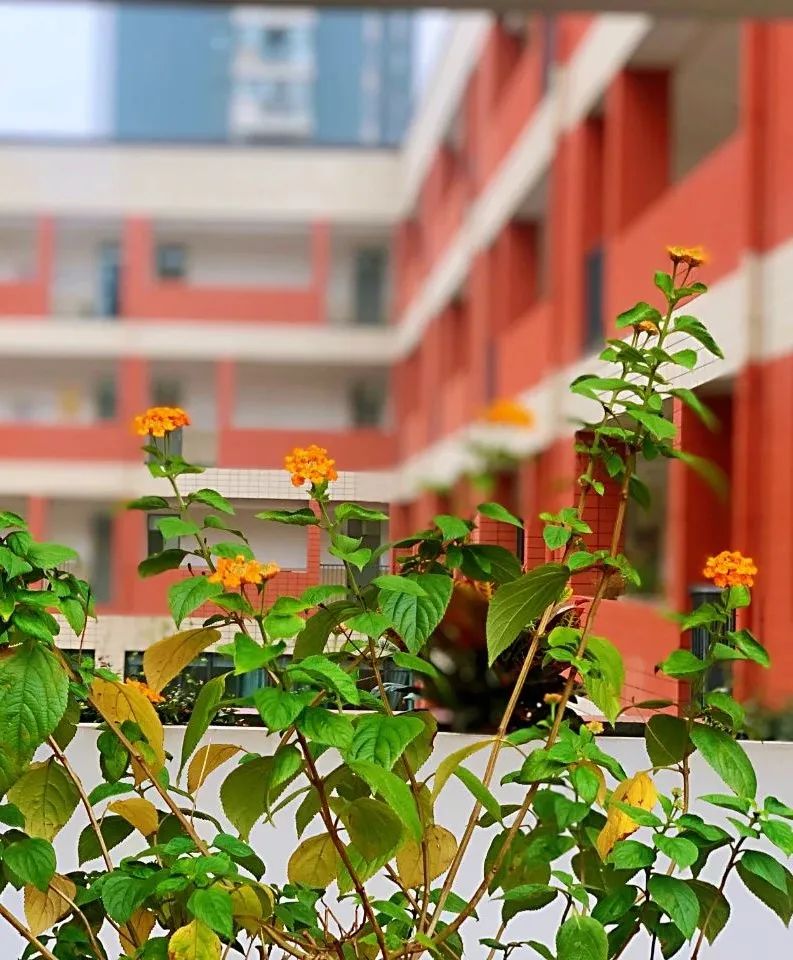 南师附中邺城路初级中学最新消息,南师附中邺城路分校怎么样