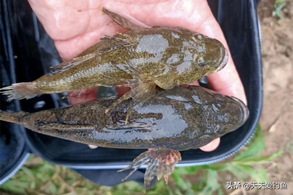 双铅坠钓法与调漂方法钓小鱼,闹小鱼双铅坠钓法与调漂方法