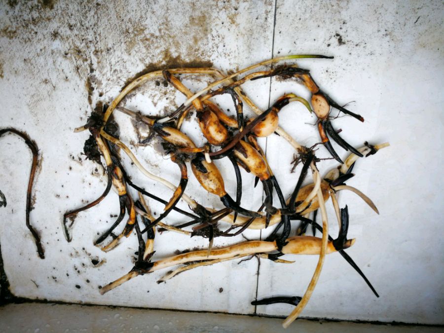 碗莲怎么养才能养得好,碗莲怎么养才能养好