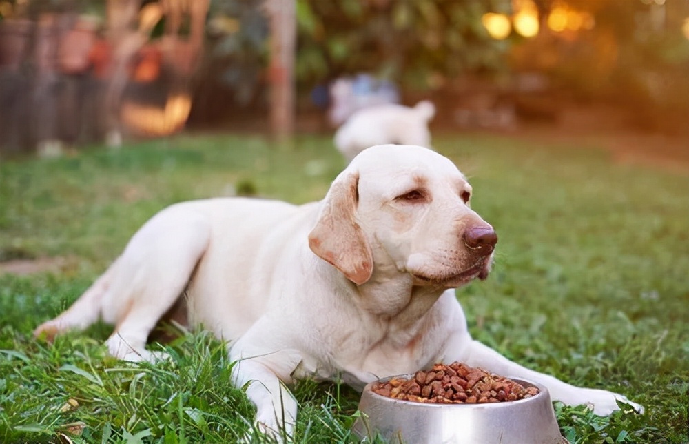 养狗大家都用哪款狗粮,狗粮测评排行榜前十名成年狗