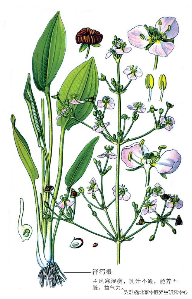 常用中草药的功效与作用,常用中草药快速记忆口诀