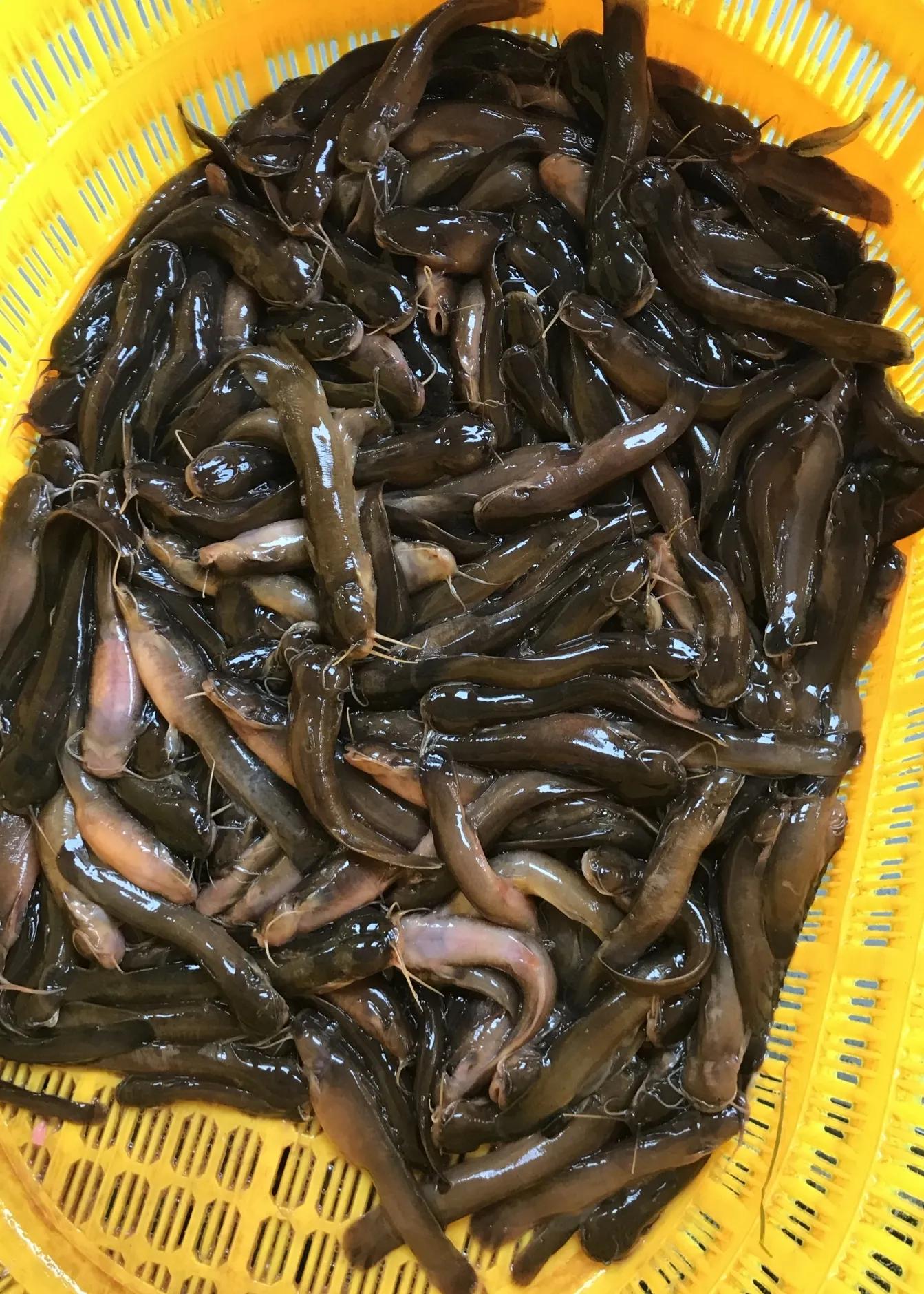 名贵的六种鱼你吃过几种,20种名贵海鱼