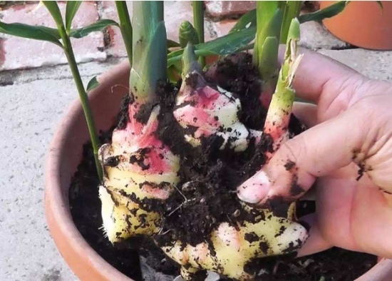 自家菜园种生姜方法,生姜盆栽在山东什么时候种合适