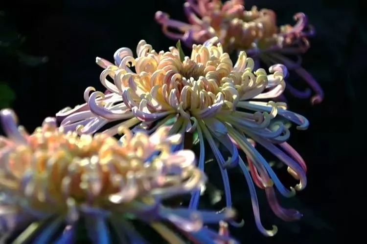 花中四君子菊花,花中四君子菊花的简介