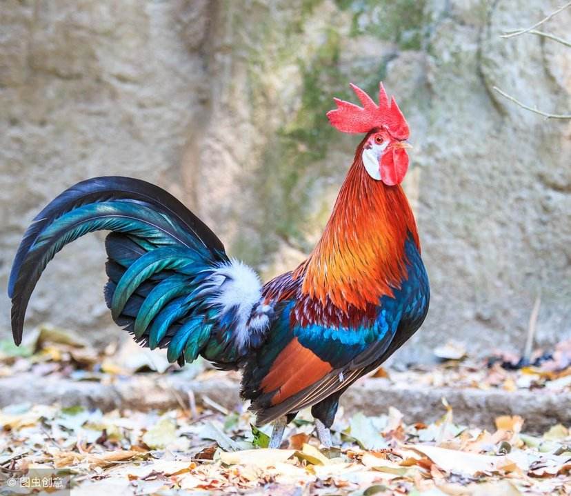 盘点那些被杀死的狗狗,看到有人虐动物怎么处理