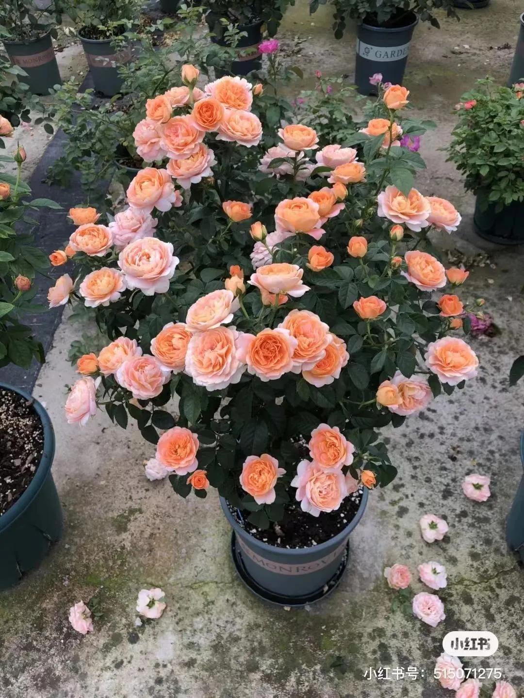 获得worldrose的12款月季品种,露台月季品种推荐