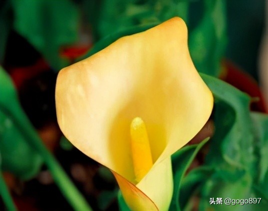 彩色马蹄莲视频,彩色马蹄莲烂叶