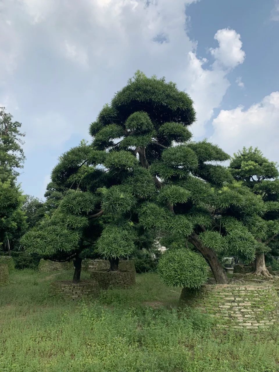 金彩罗汉松苗木,五彩罗汉松苗