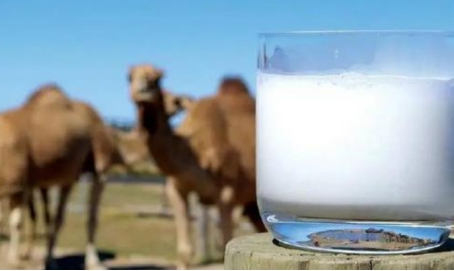 伊犁特点乳业驼奶,新疆驼奶粉和牛奶的区别