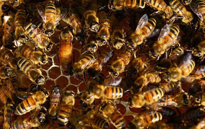 蜜蜂病虫害的防治大全,蜜蜂怎么预防蜘蛛病害发生