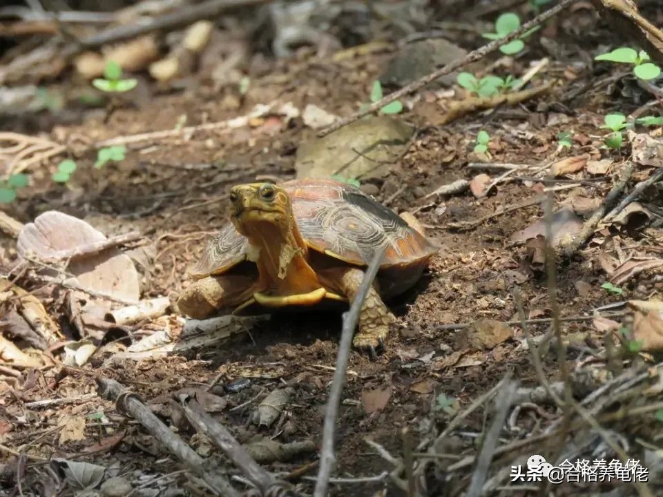 安缘龟喂什么食物,发色龟粮适合什么龟吃