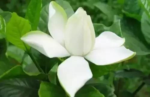 以桂花为市花的城市有哪些,中国每个城市的市花是什么