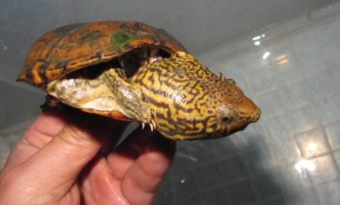虎纹蛋龟最佳饲养环境,虎纹蛋龟怎么养才能养活