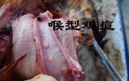 鸡身上有了鸡痘怎样治,鸡起了鸡痘是什么症状