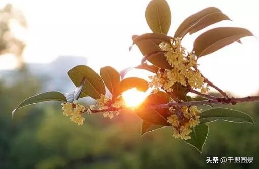 别墅庭院种四季常绿树,别墅庭院种什么树长得又高又快