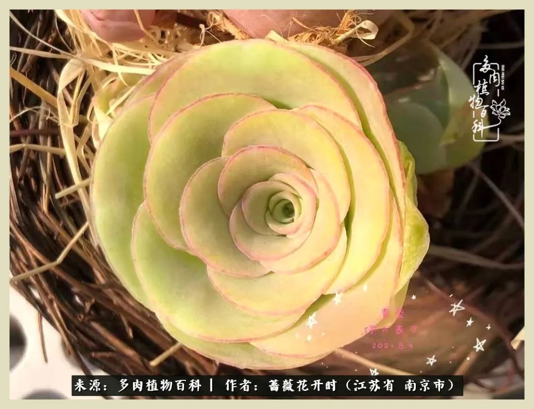 又见颜的妩媚，色的诱惑！这些山地玫瑰礼盒惊艳了眼眸