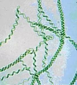 水产养殖藻类老化是怎样的,水产养殖显微镜下各种藻类