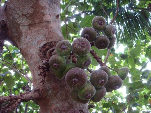 水果皇后山竹的傲娇生活,水果皇后山竹的作文