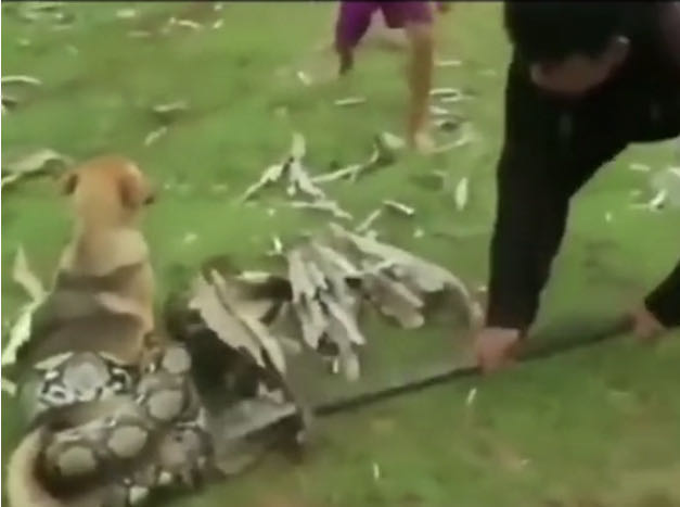 亚马逊森蚺真的能生吞活人吗？猎捕方式告诉你可能性极低
