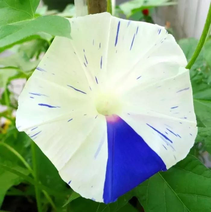 牵牛花到处游,牵牛花随便种