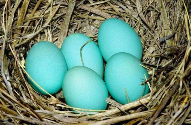 tiffany蓝是哪一年的流行色,tiffany蓝是什么英文