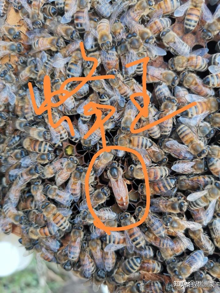 粘稠的蜂王浆是不是真正的蜂王浆,怎么辨别蜂王浆的正确吃法