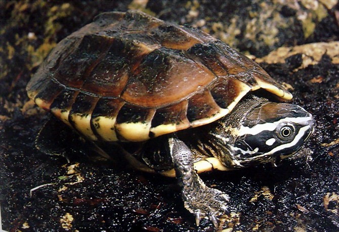 龟类大百科,大眼睛龟类